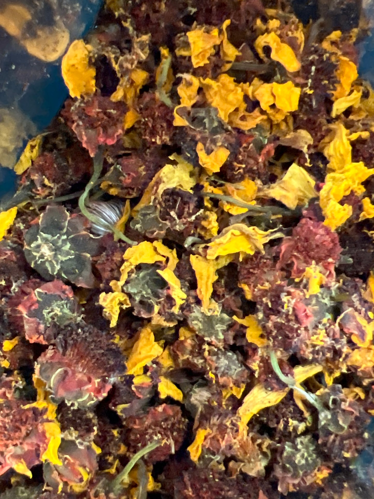 Xue Qiu (mountain chrysanthemum)