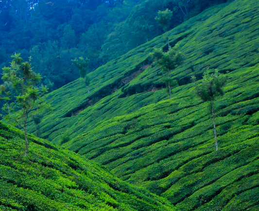Choosing the right tea