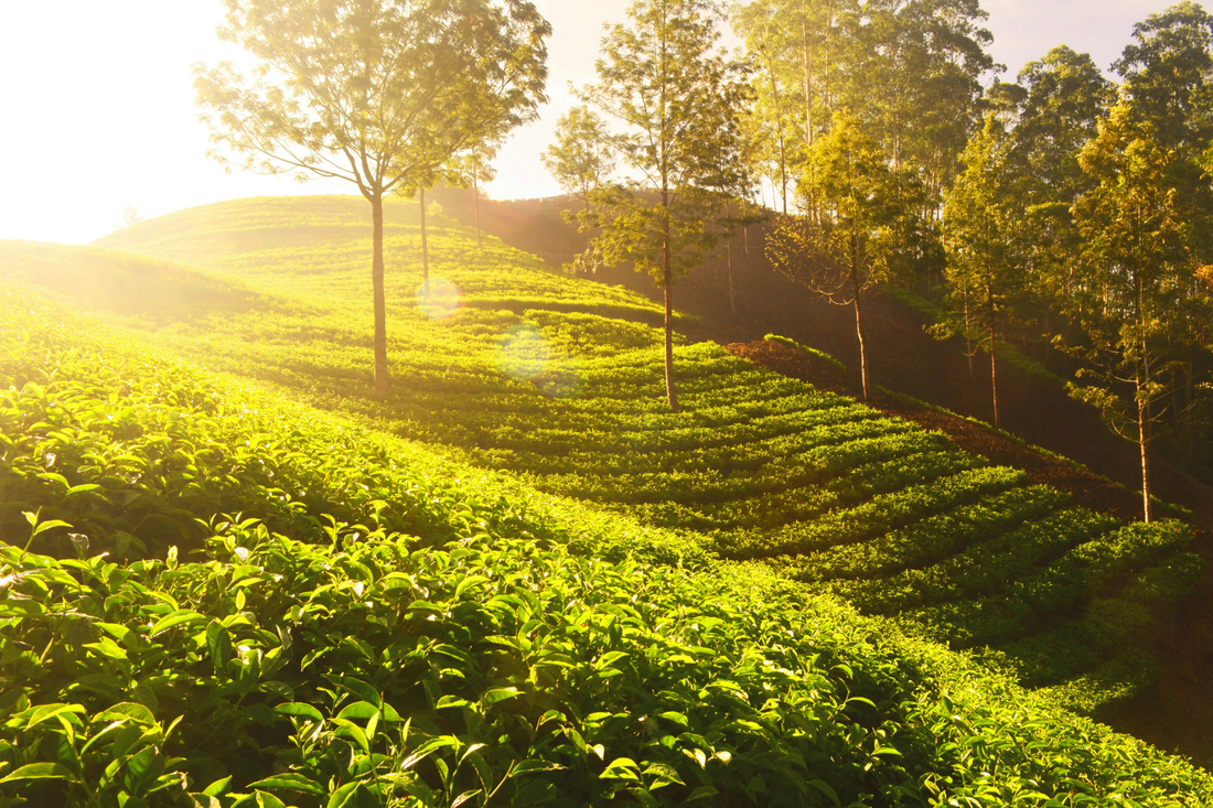 How to brew tea correctly: tips for true connoisseurs