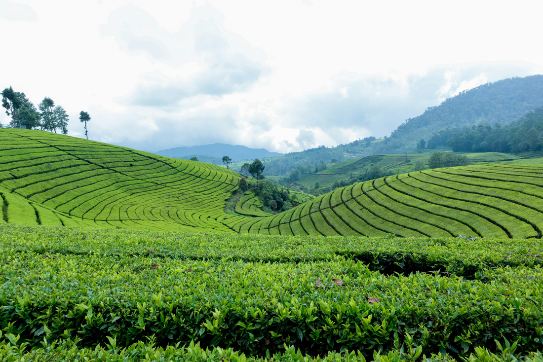 The benefits of tea