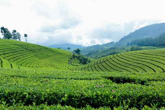 The benefits of tea