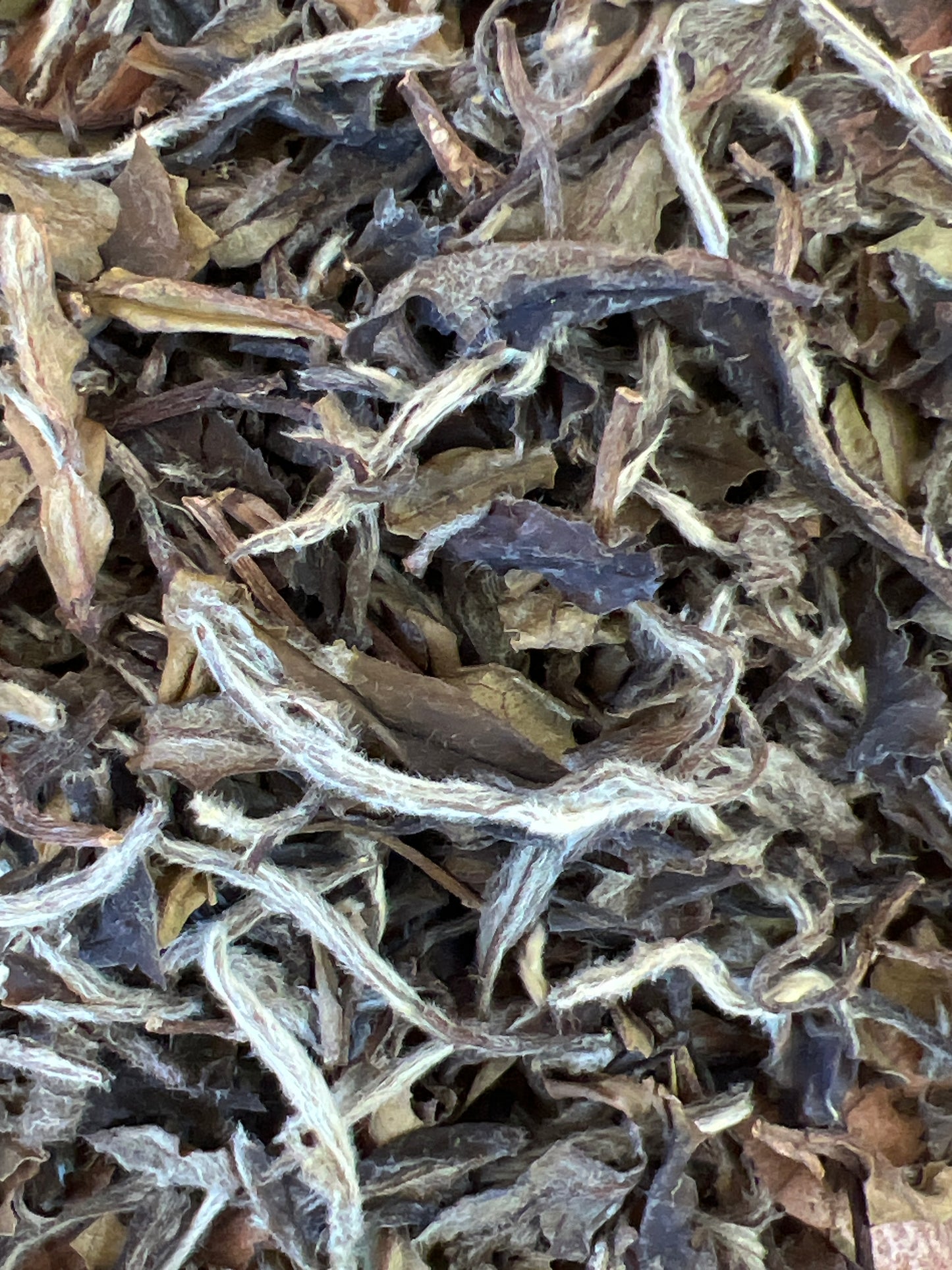 Bai Mu Dan sauvage